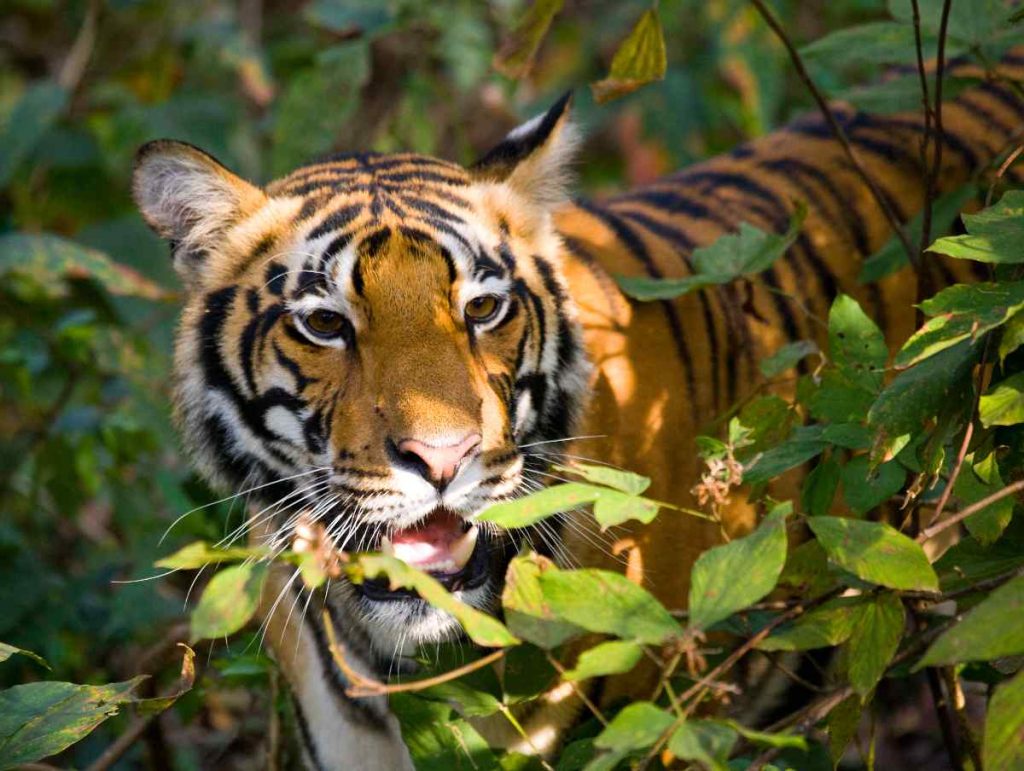 Indien verzeichnet höchste Zahl von Tigertoten seit zehn Jahren